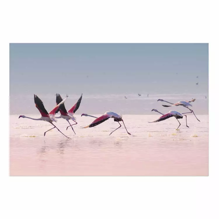 Set de poster Flamingos Race [Poster]