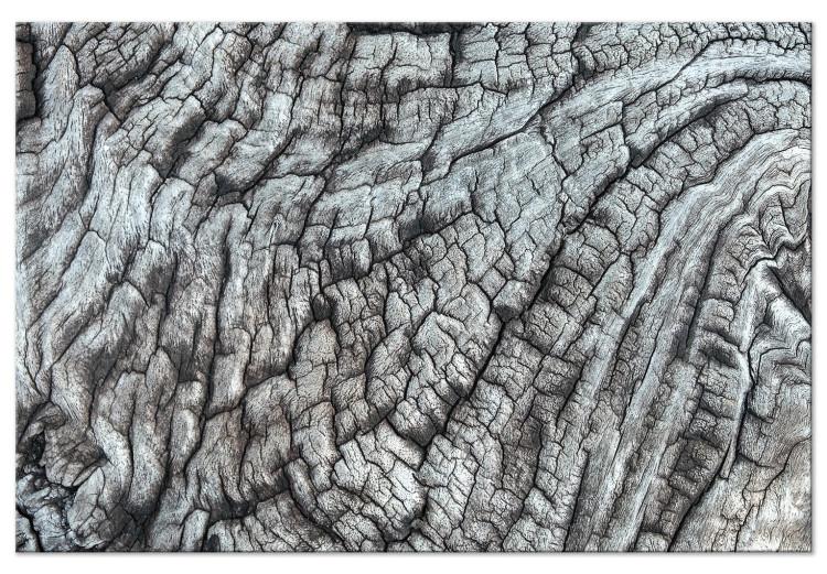 Corteza de árbol - estructura de naturaleza color gris monocromático