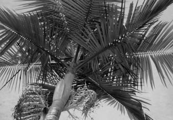 Cuadro decorativo Recuerdos de vacaciones - palmeras y un automóvil en un clima tropical
