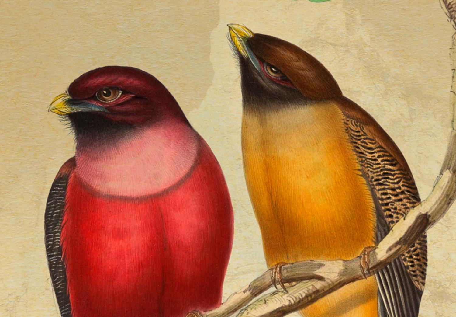 Cuadro Maravillas naturales - plantas coloridas y hermosos pájaros vintage