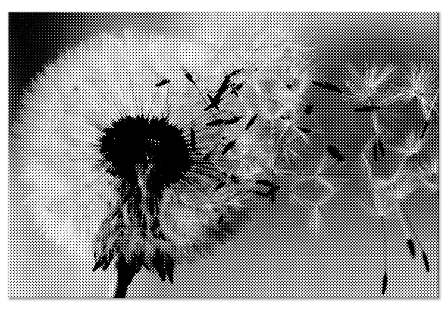 Cuadro moderno Diente de león - planta efímera en descomposición, en blanco y negro
