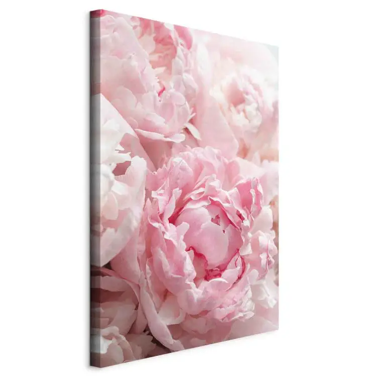 Florecer en tonos naturales - peonía rosa en matices rosados