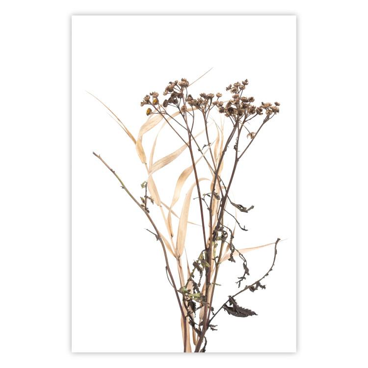 Manzanilla - motivo floral otoñal