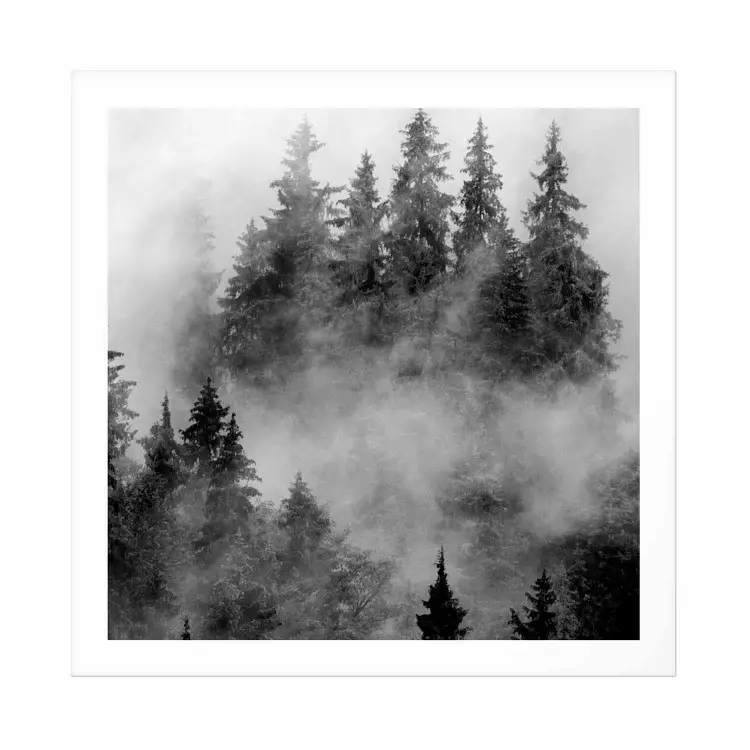 Bosque negro - paisaje en blanco y negro de árboles entre densa niebla
