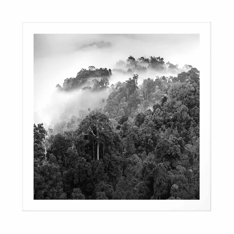 Set de poster Bosque lluvioso - paisaje árboles niebla