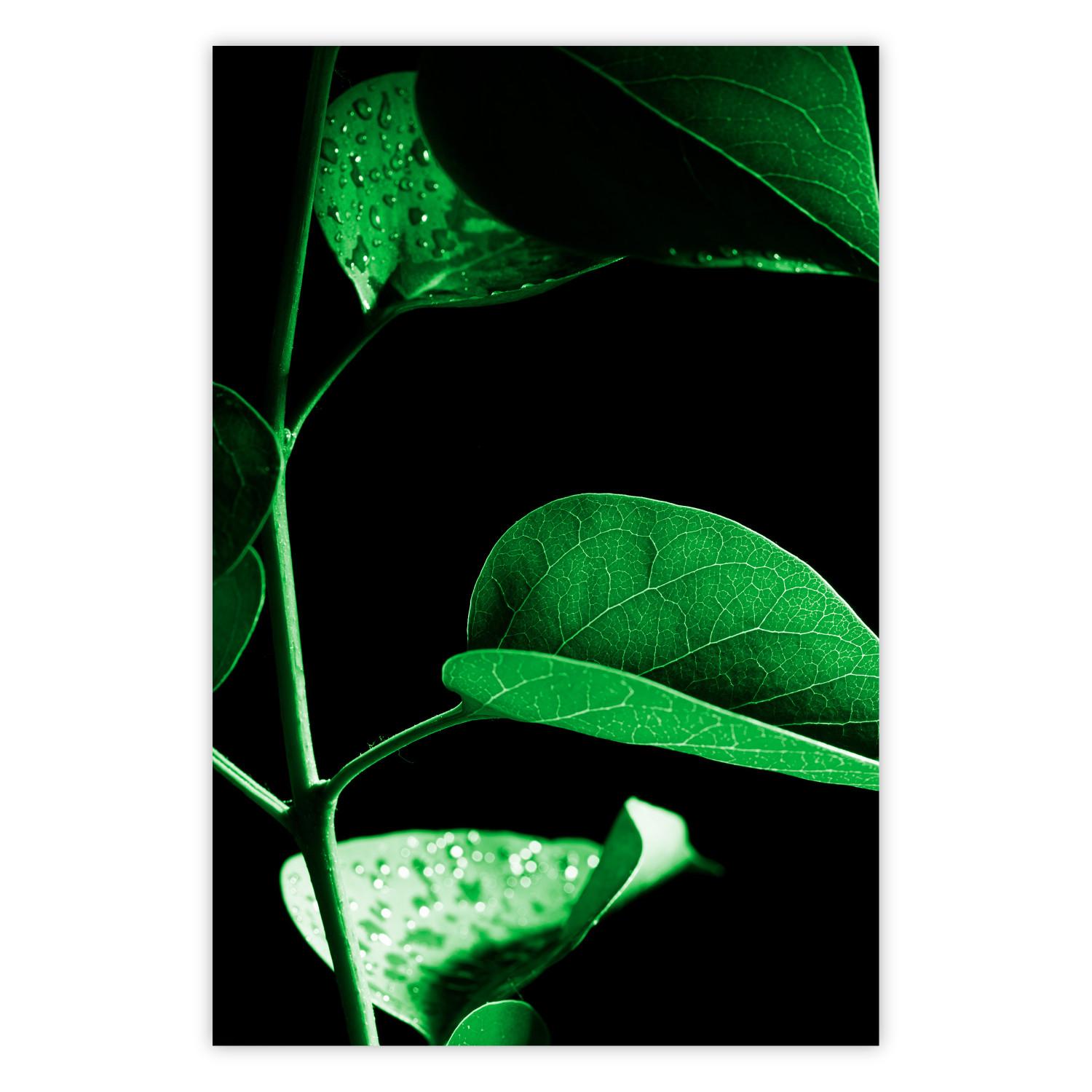 Poster Plant in Black [Poster]