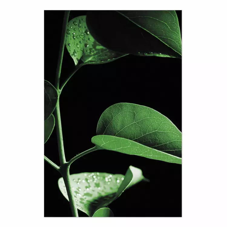 Poster Plant in Black [Poster]