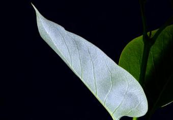 Cuadro En el jardín nocturna - foto botánica de hojas sobre fondo negro