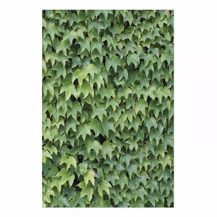 Hiedra densa - composición botánica llena de hojas verdes