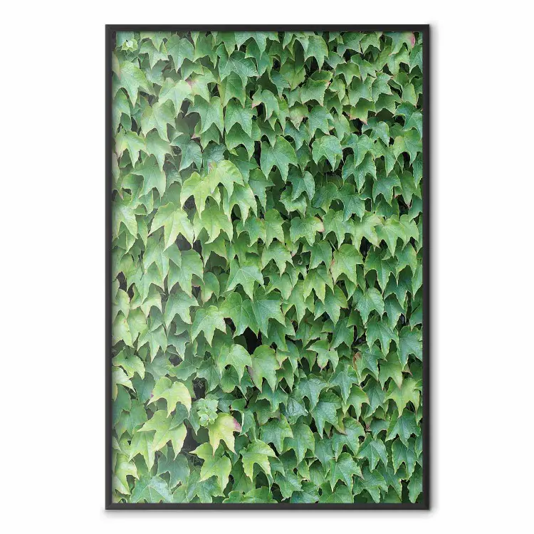 Hiedra densa - composición botánica llena de hojas verdes