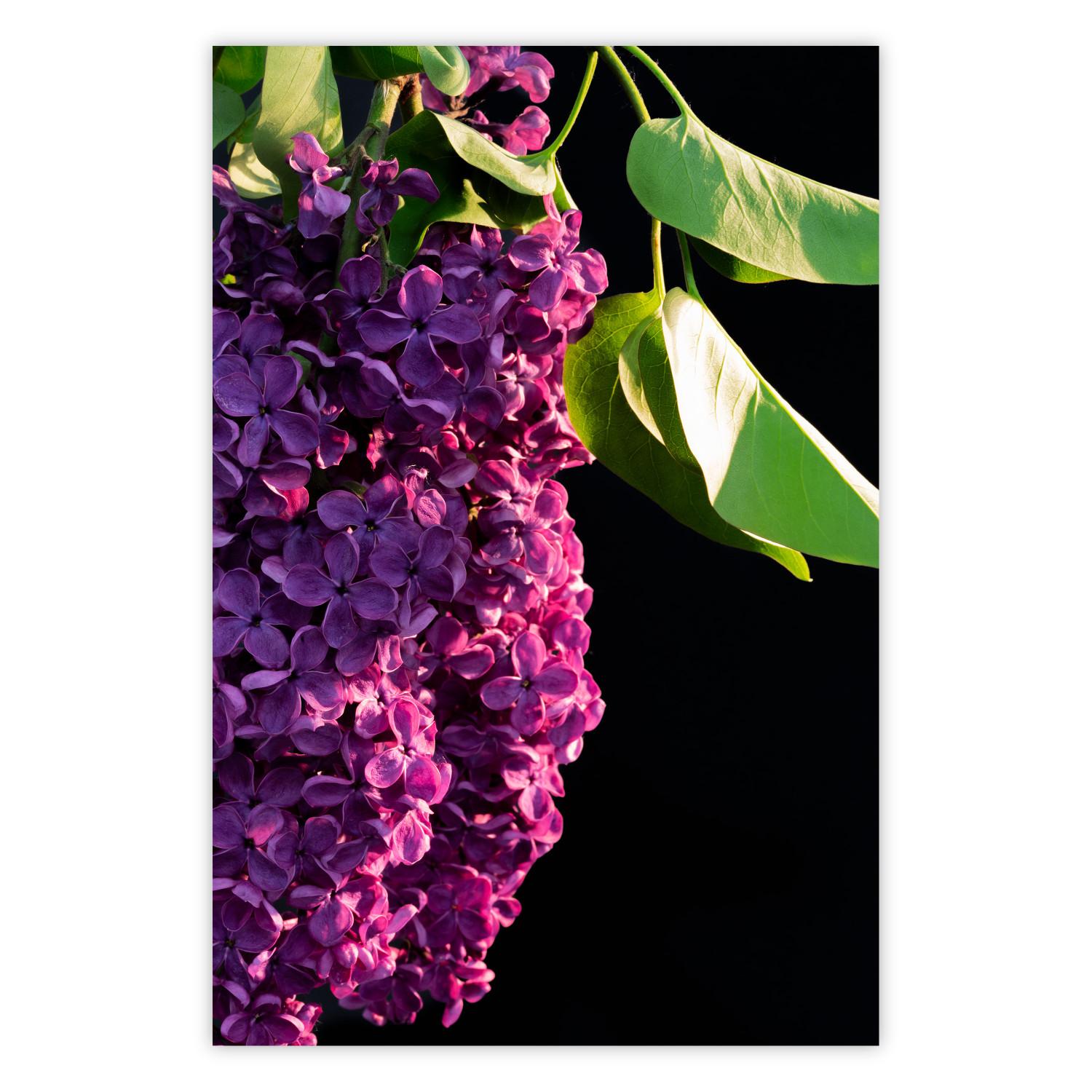 Cartel Colores primaverales - composición flores moradas