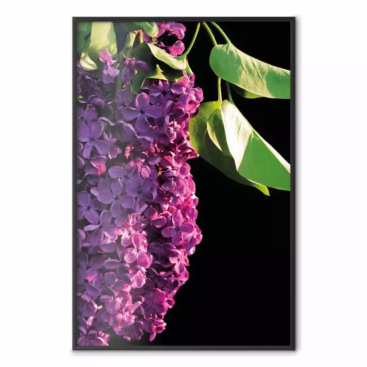Colores primaverales - composición flores moradas
