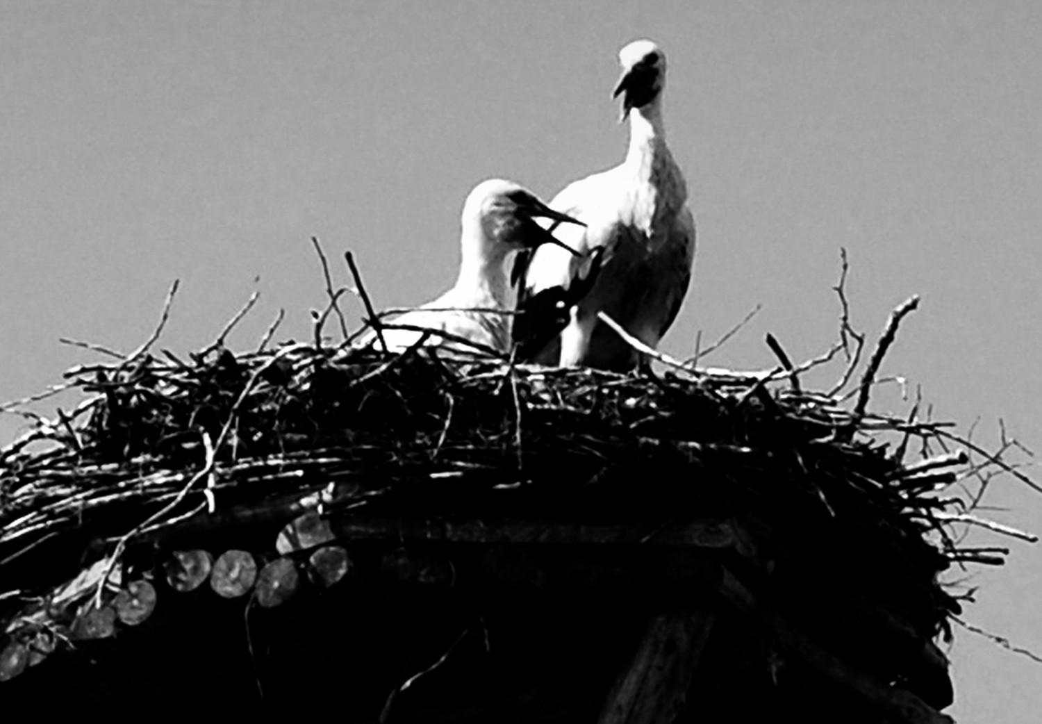 Cuadro moderno Horizontes parentales - foto en blanco y negro con pájaros y cielo
