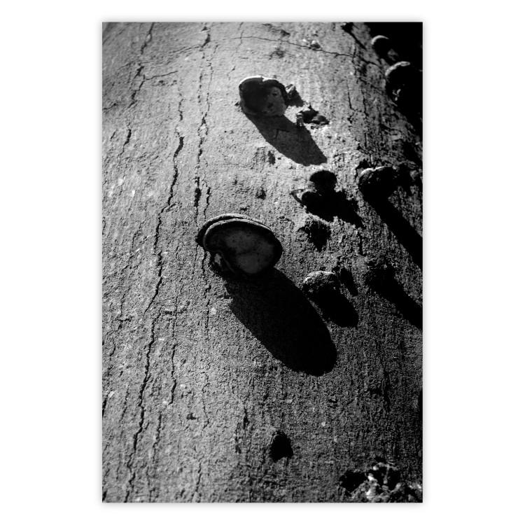 Fragmento de bosque - fotografía árbol hongo corteza