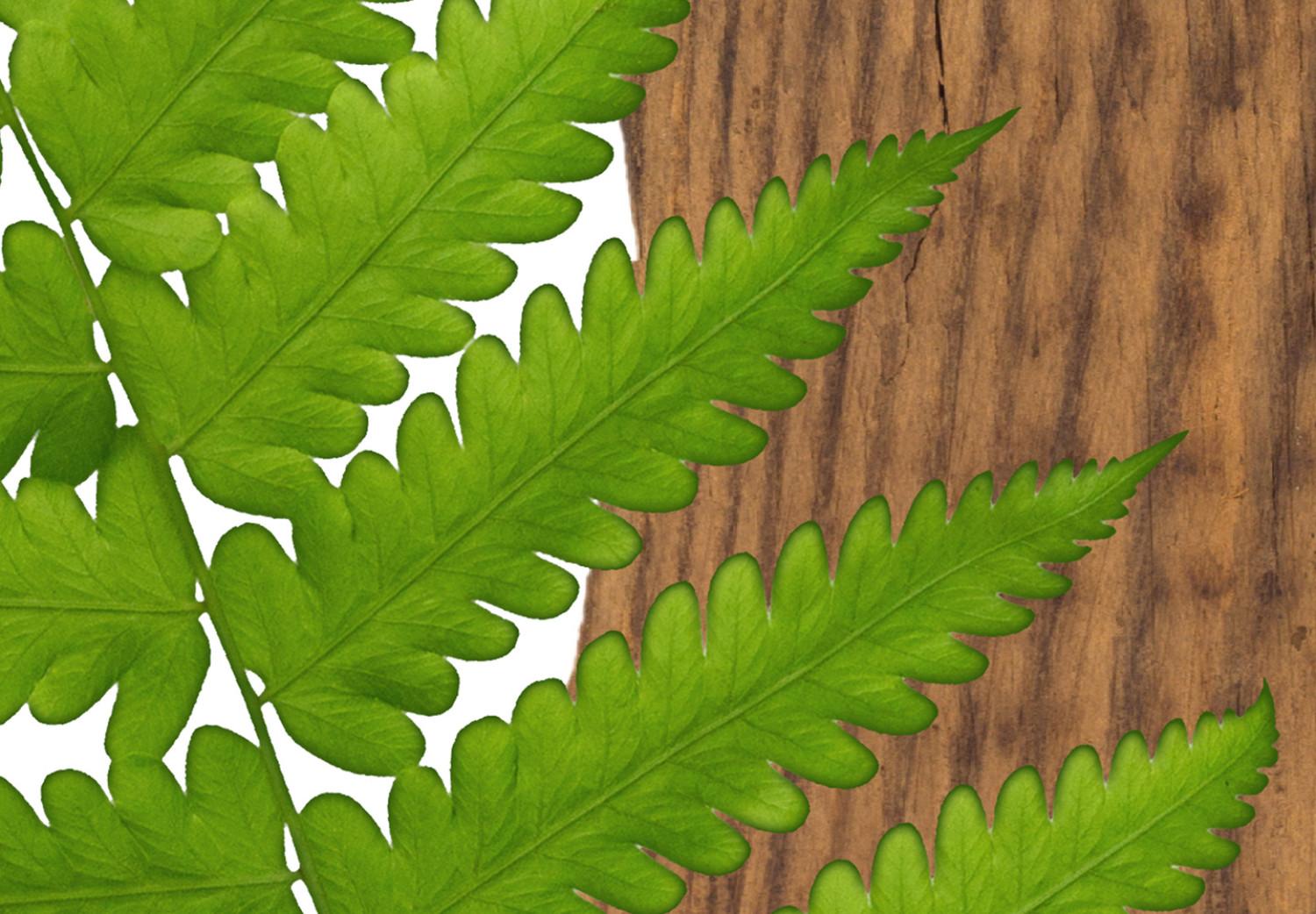 Cartel Determinación de la naturaleza - planta verde trozo madera blanco