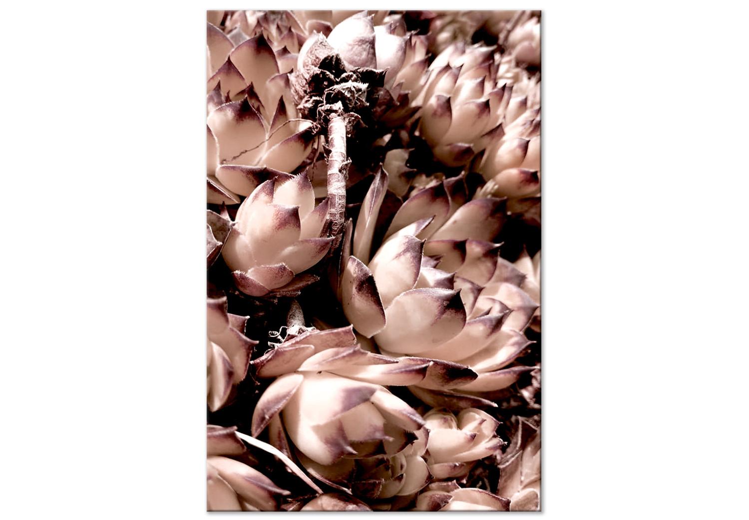 Cuadro decorativo Suculentas románticas - una foto artística de una planta en pasteles