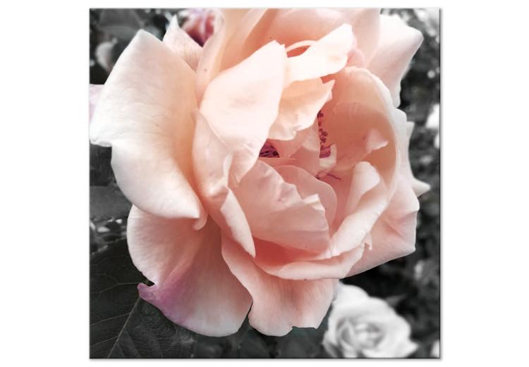 Cuadro en lienzo Rosa única (1 parte) - flor en tonos grises entre otras plantas
