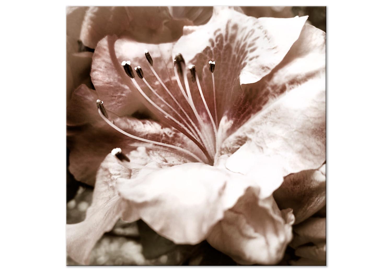 Cuadro moderno Fugaz - una foto romántica de un detalle floral en delicadas rosas