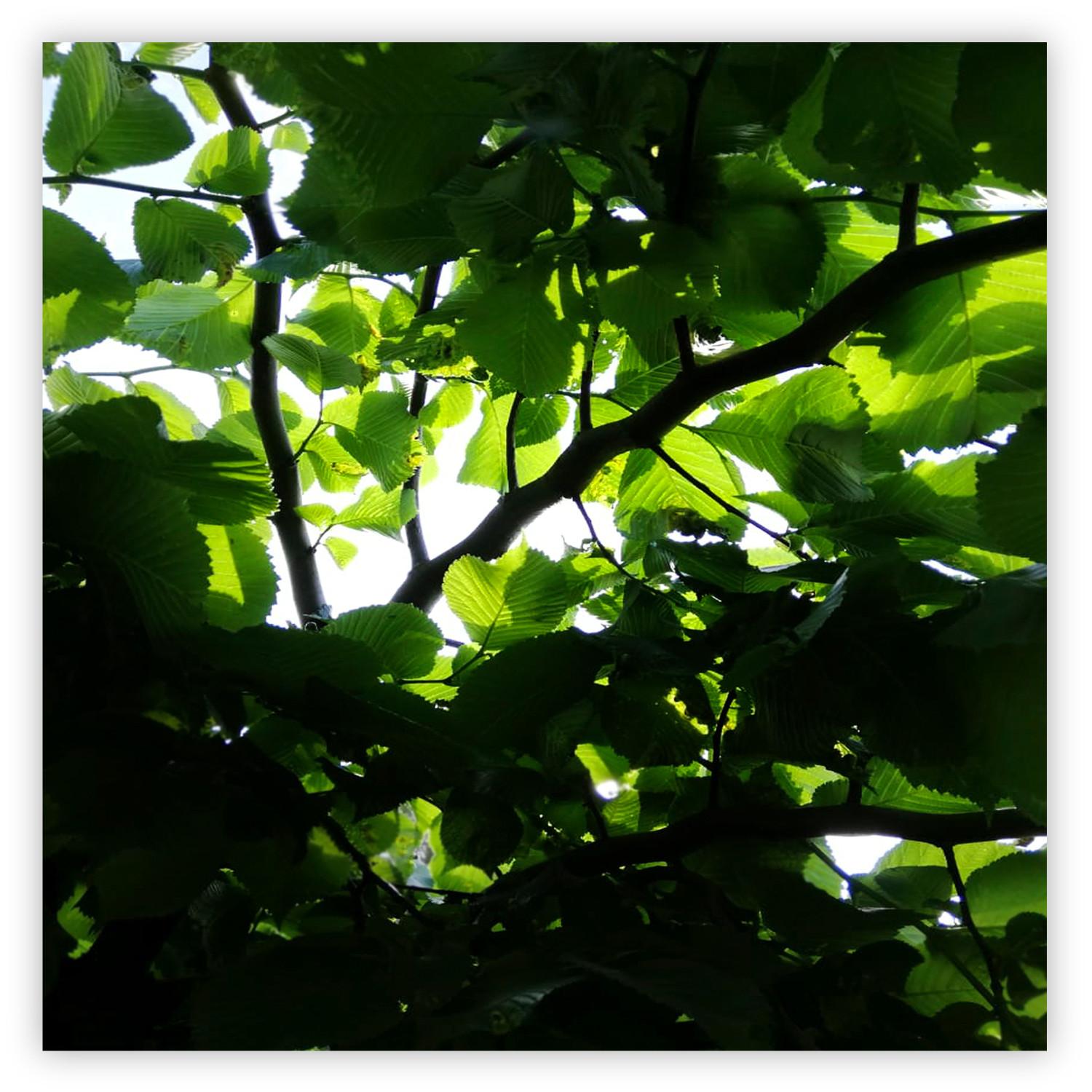 Póster Amanecer - hojas verdes en el árbol en verano al mediodía
