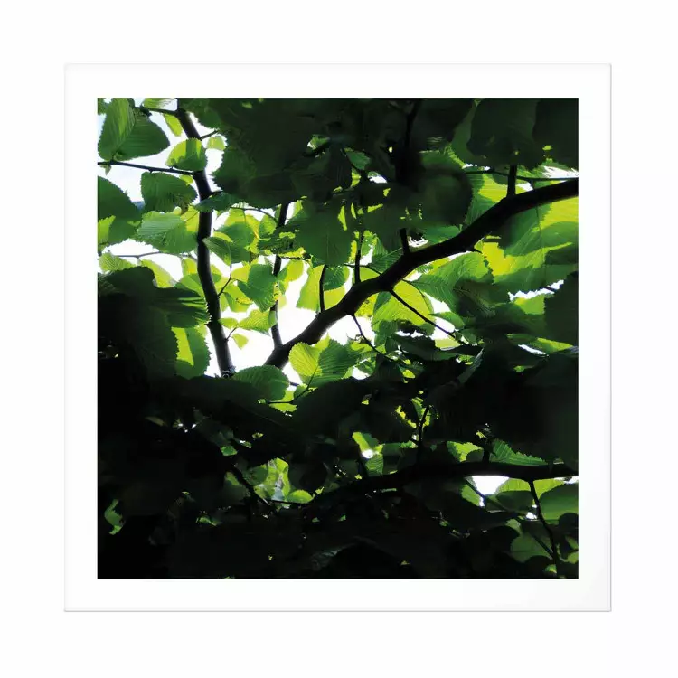 Póster Amanecer - hojas verdes en el árbol en verano al mediodía
