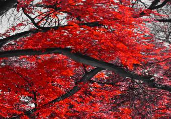 Cuadro moderno Autumn in the Park (5 Parts) Narrow Red