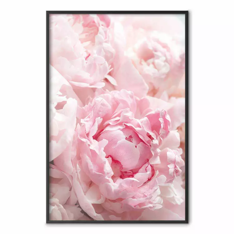 Nostalgia matutina - planta con flor rosa en tono pastel