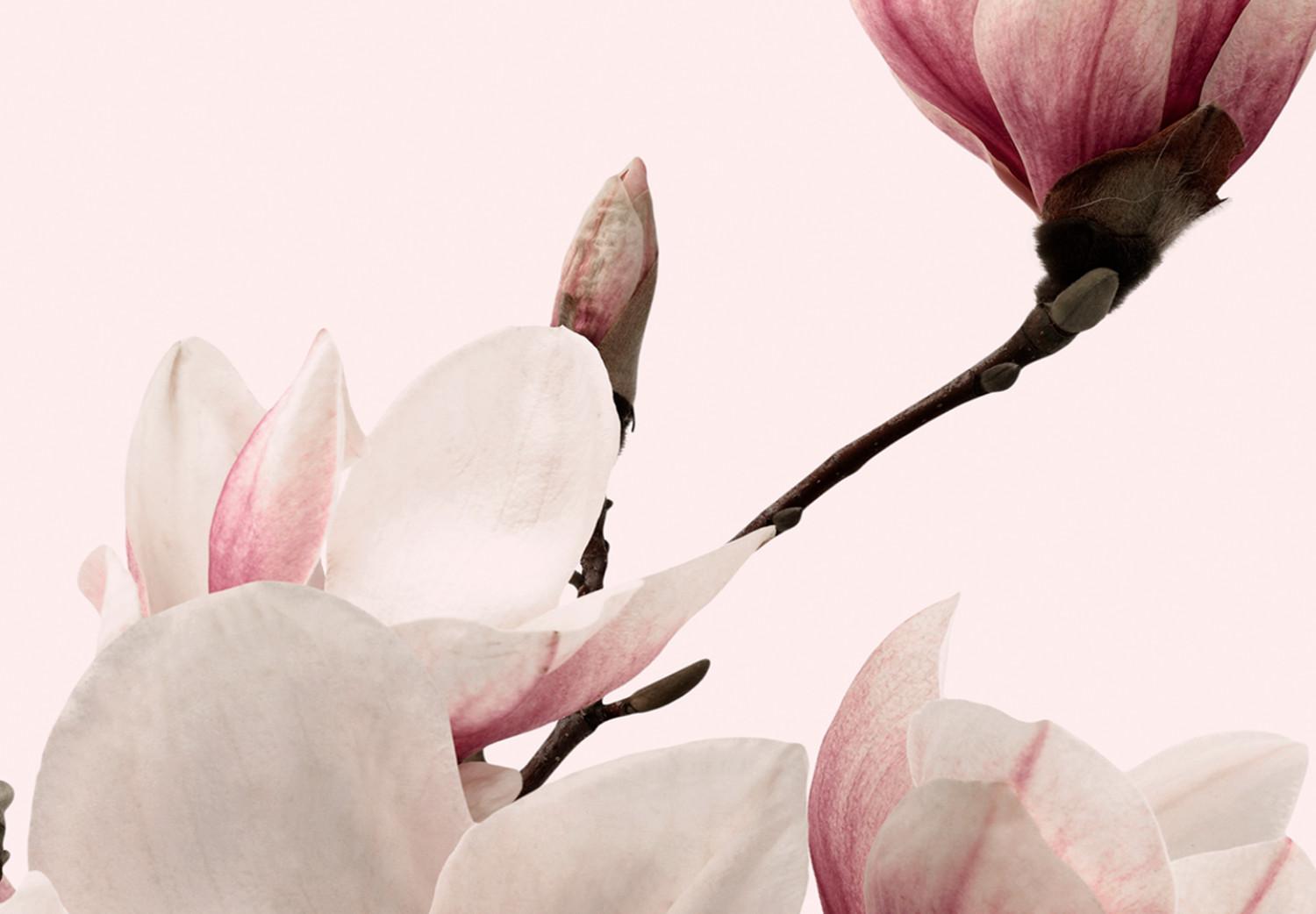 Cuadro Espectro rosa de la naturaleza (3 partes) - delicada flor de magnolia