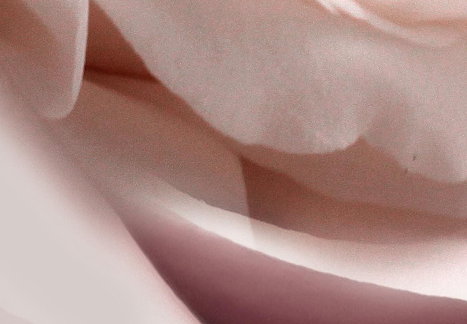 Cuadro moderno Encanto pastel (1 parte) - rosa floreciente en la naturaleza
