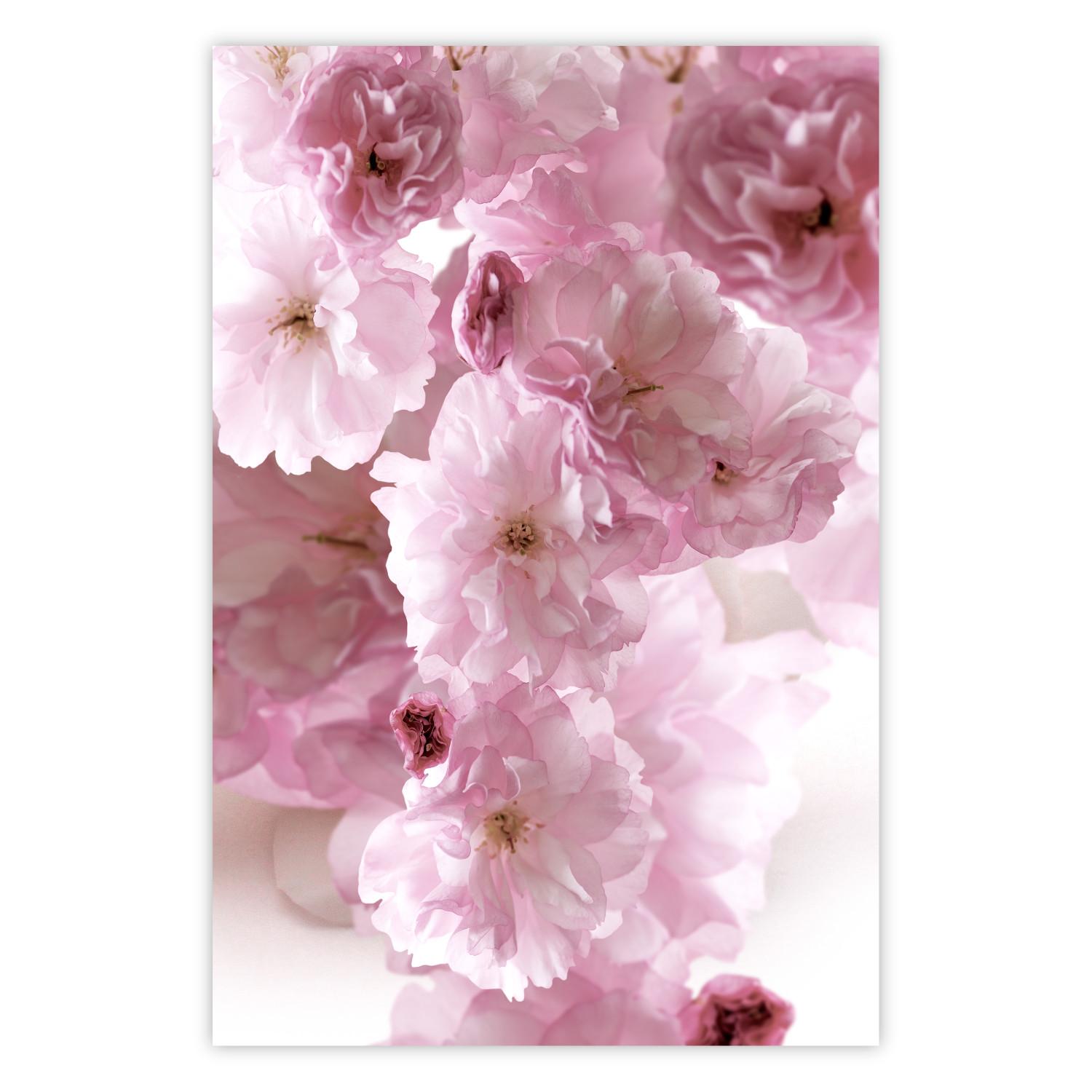 Poster Niebla floral - paisaje con muchos flores rosadas sobre fondo blanco