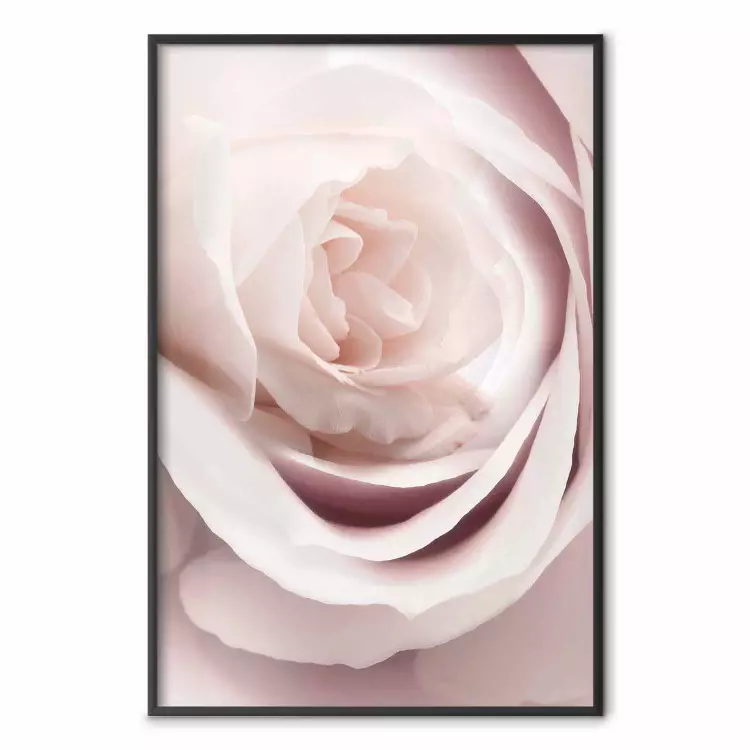 Rosa de porcelana - planta rosa claro con hermosa flor de rosa fresca