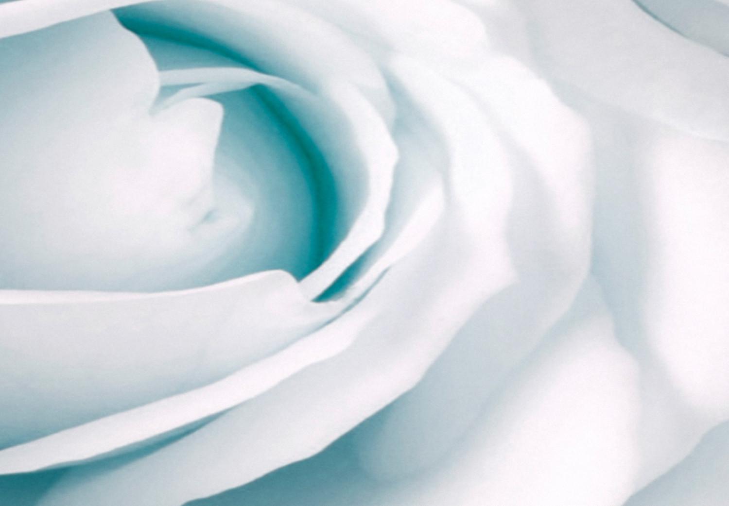 Cuadro Ramo de rosas - composición en cinco partes con rosas blancas