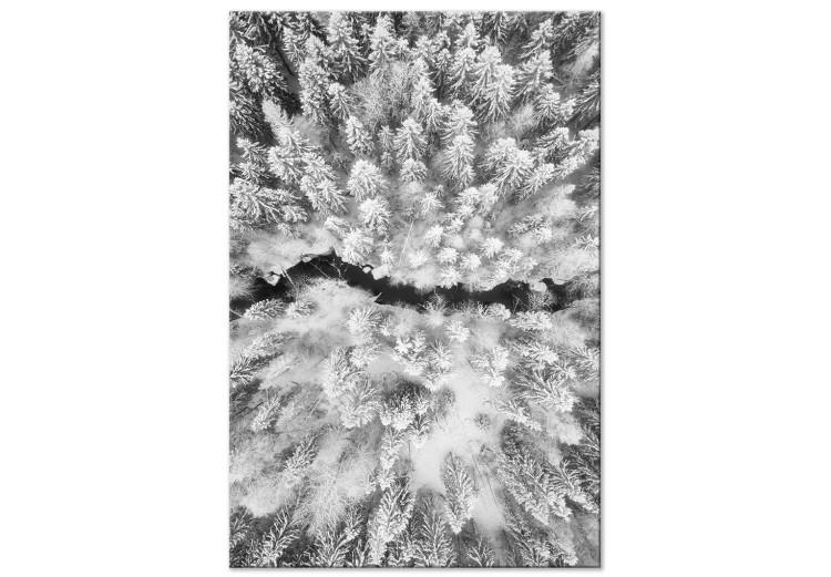 Bosque invernal a vista de ave- foto blanco-negra de paisaje invernal