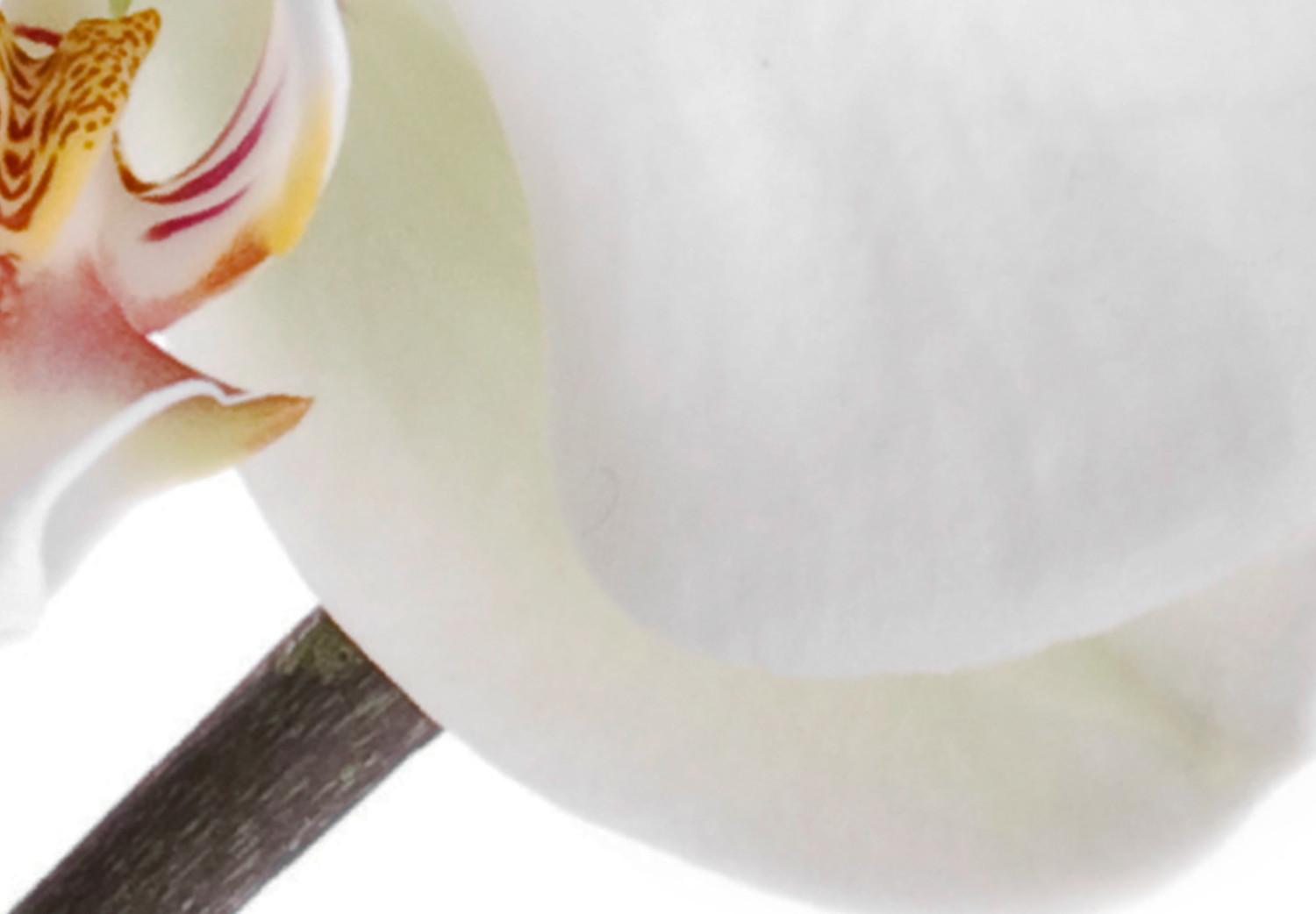 Cuadro decorativo Orquídea en flor - abstracción con una flor blanca sobre fondo blanco