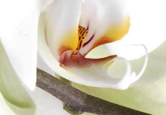 Cuadro decorativo Orquídea en flor - abstracción con una flor blanca sobre fondo blanco