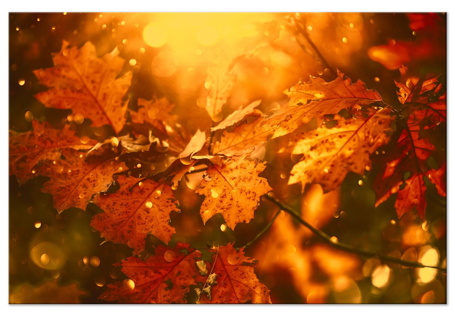 Cuadro Hojas de roble otoñales - fotografía de hojas doradas al sol