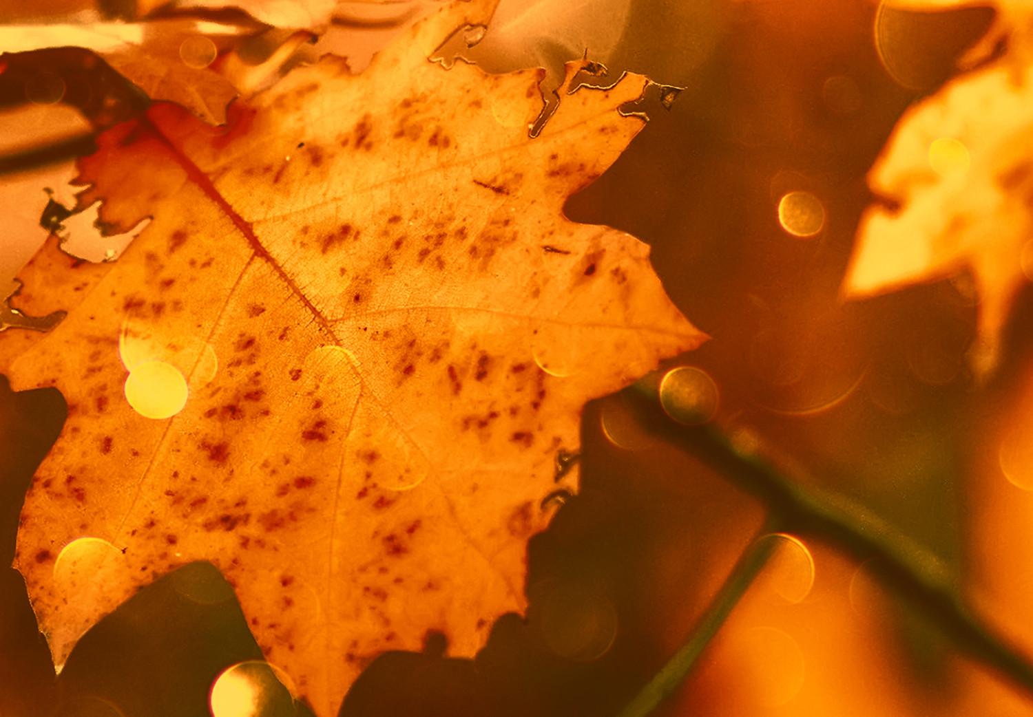 Cuadro Hojas de roble otoñales - fotografía de hojas doradas al sol