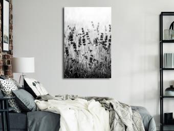 Cuadro moderno Lavanda en flor - foto blanco y negro de prado con flores de lavanda