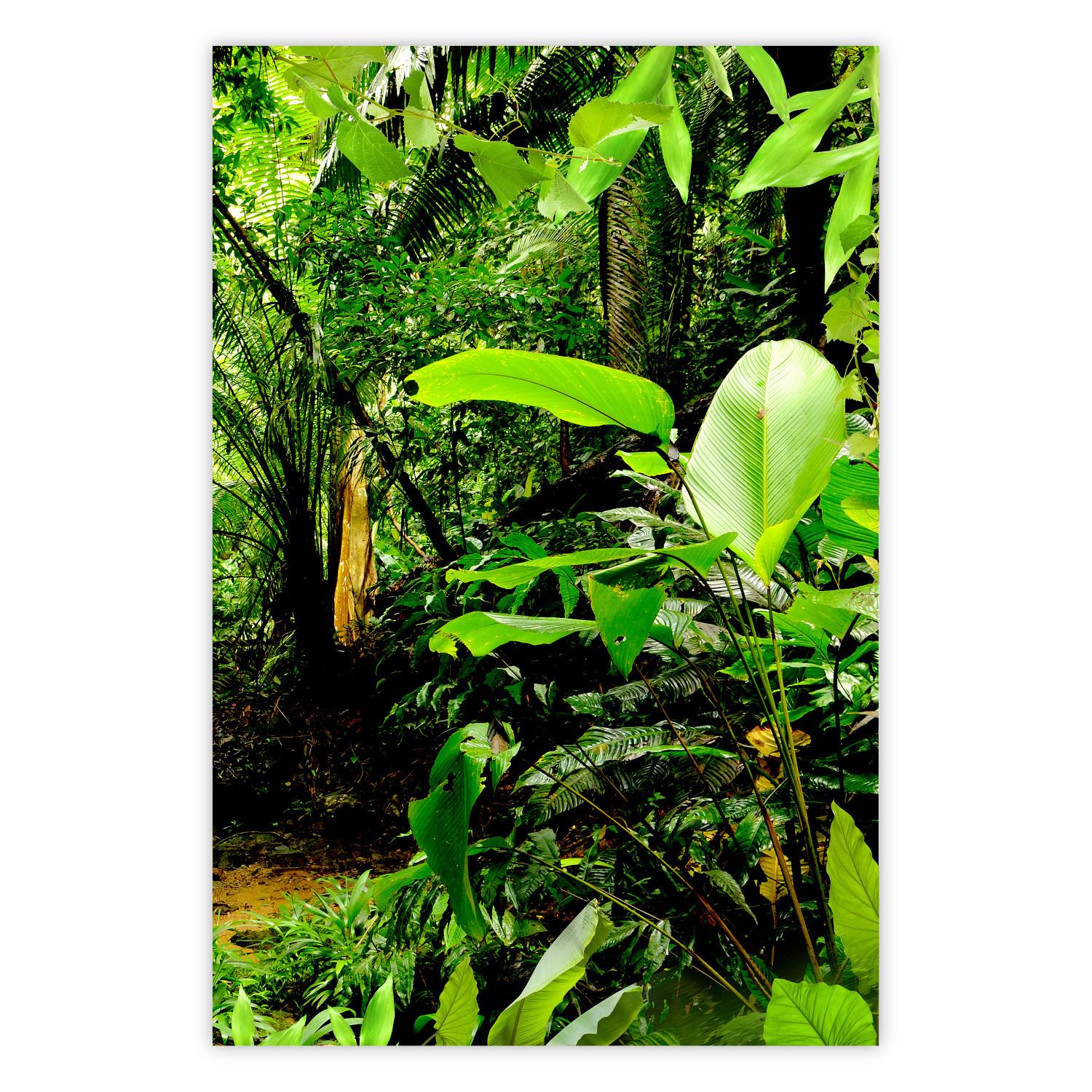 Póster Pulmones de la tierra - paisaje de jungla (Hojas verdes densas)