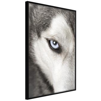 Mirada de perro - rostro de perro en blanco y negro