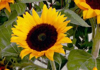 Cuadro Van Gogh's Sunflowers (1 Part) Vertical