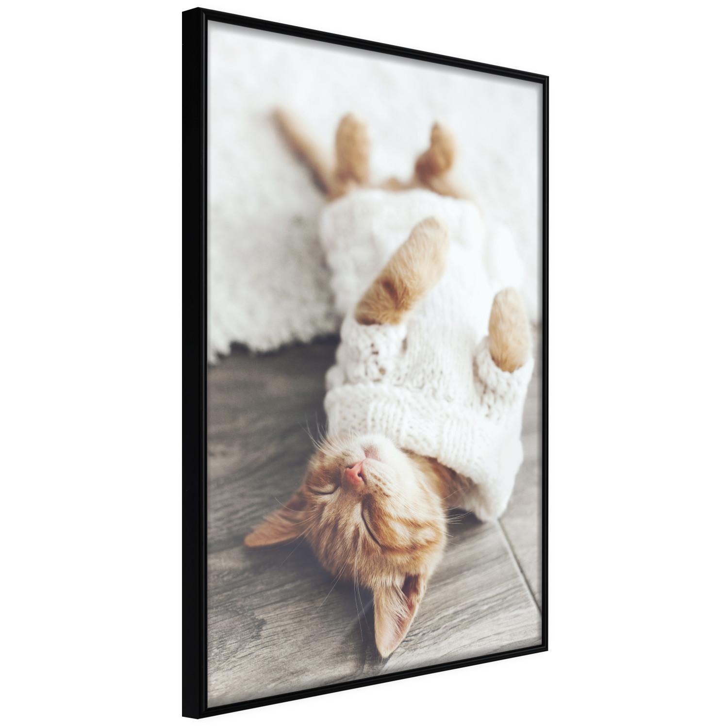 Set de poster Gato perezoso - animal marrón en suéter blanco sobre suelo de madera