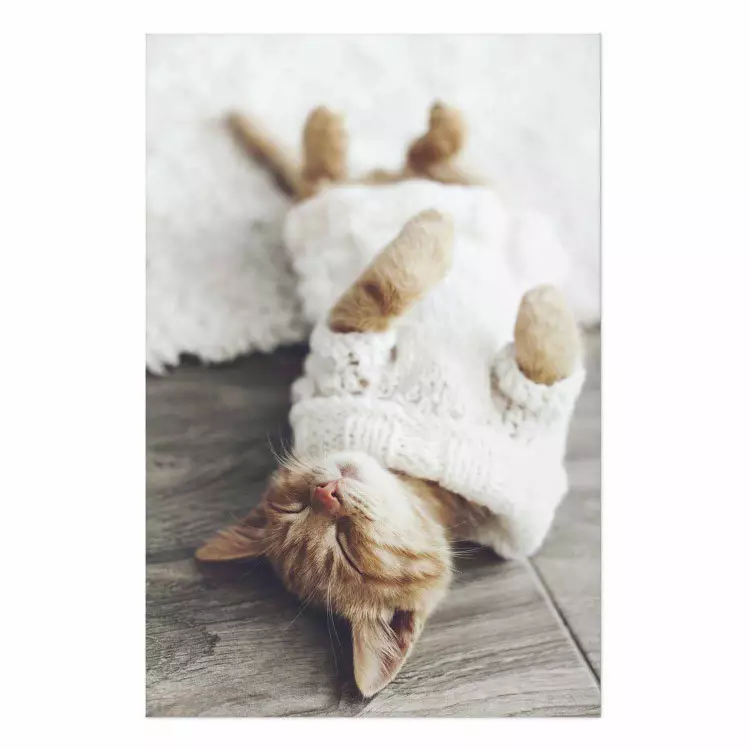 Póster Gato perezoso - animal marrón en suéter blanco sobre suelo de madera