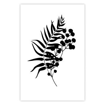 Poster Forma de la naturaleza - planta negra (Fondo blanco)