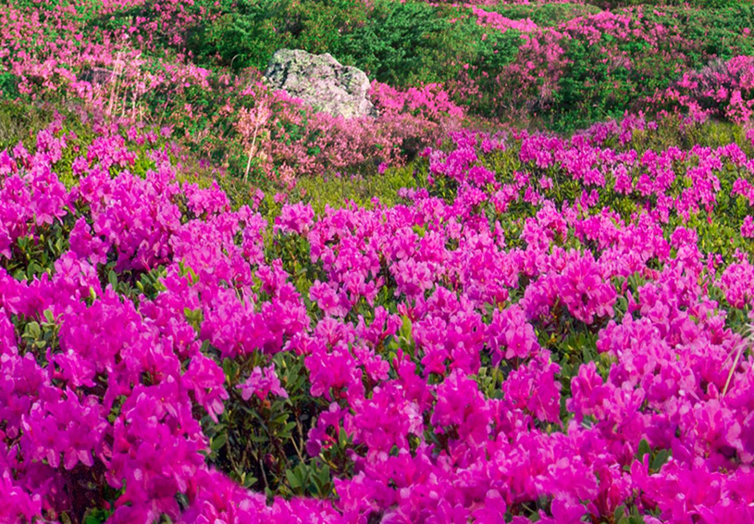 Cuadro decorativo Alpine Rhododendrons (1 Part) Wide