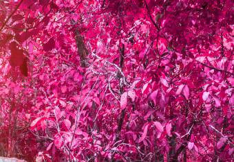 Cuadro XXL Pink Trees and Waterfall [Large Format]