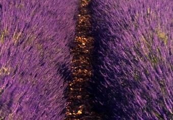 Cuadro XXL Lavender Field [Large Format]
