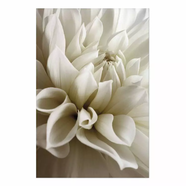 Bella dalia - delicadas flores blancas con pétalos ligeramente beige