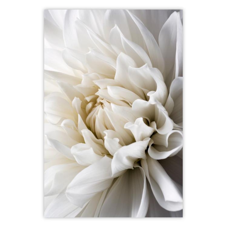 Dalia blanca - flor blanca aterciopelada