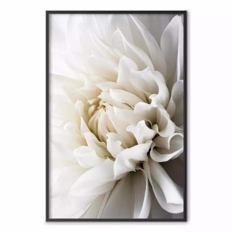 Dalia blanca - flor blanca aterciopelada