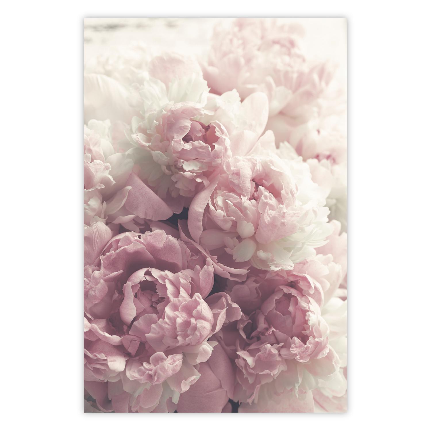 Poster Delicate Peonies [Poster]